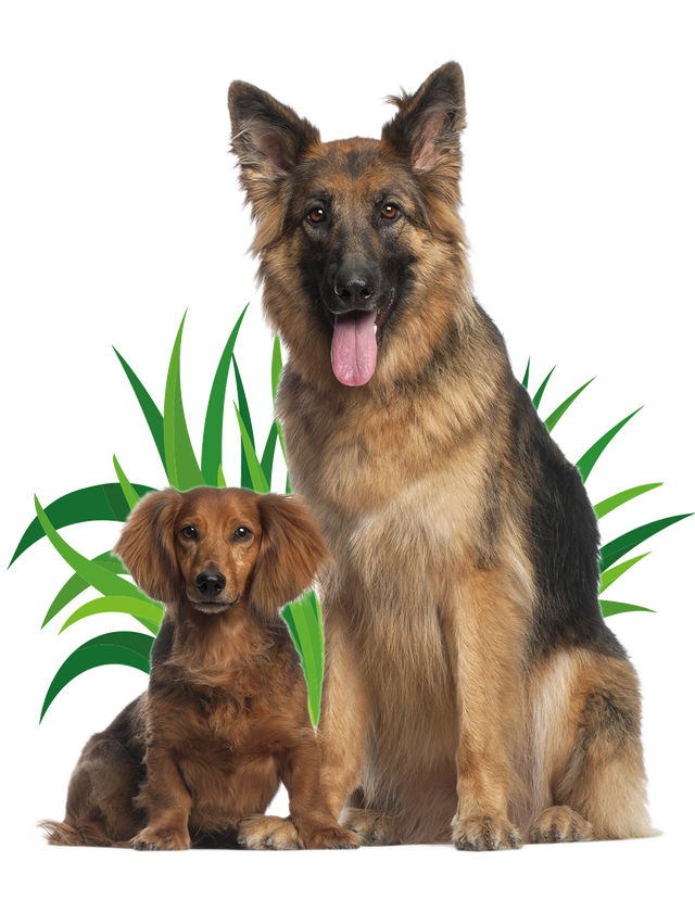 German shepherd training sale classes near me